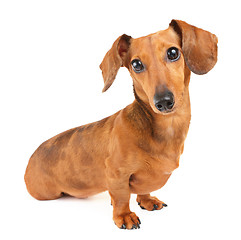 Image showing Dachshund dog