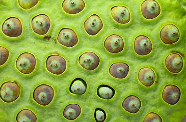 Image showing Lotus seed pod close up