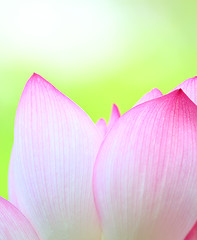 Image showing Pink lotus close up