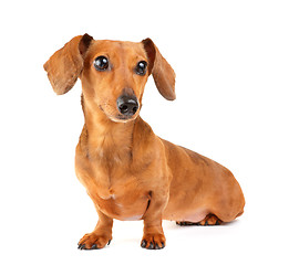 Image showing Dachshund dog portrait