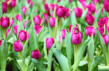 Image showing Purple tulips flower field