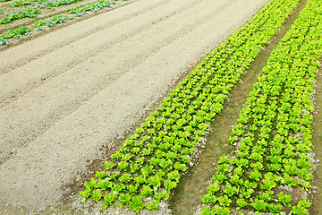 Image showing Farm with product