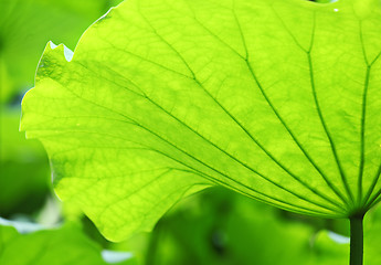 Image showing Lotus leaves