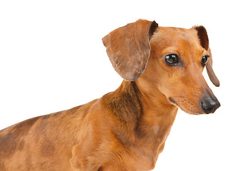 Image showing Side view of Dachshund dog