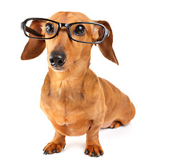 Image showing Dachshund dog with glasses