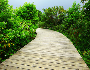 Image showing Walkway in forest
