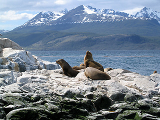 Image showing Sea lions