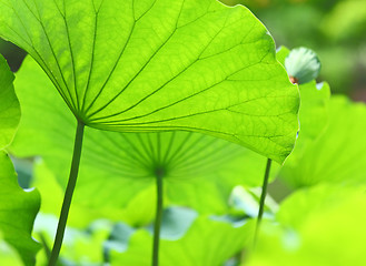 Image showing Lotus leaves