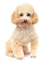 Image showing Dog poodle isolated on white background