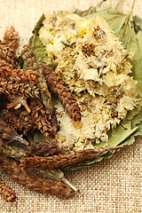 Image showing Dried herbal medicine