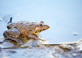 Image showing Frog in lake