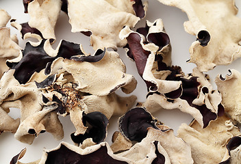 Image showing Black fungus