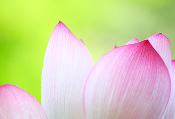 Image showing Pink lotus close up