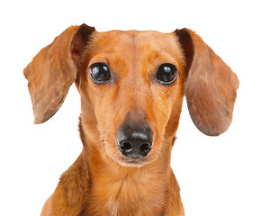 Image showing Dachshund dog close up