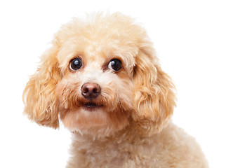 Image showing Dog poodle close up