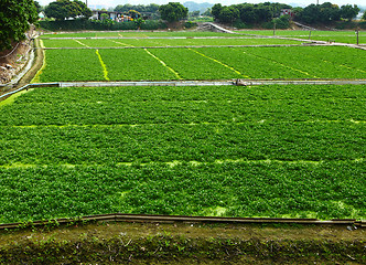 Image showing Farm field