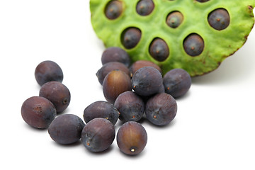 Image showing Fresh lotus seeds and pod