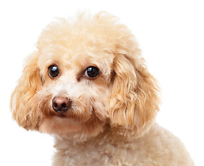 Image showing Dog poodle portrait 