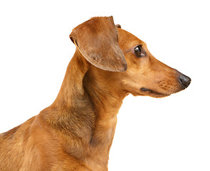 Image showing Dachshund dog portrait