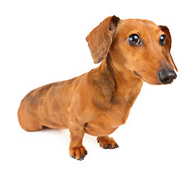 Image showing Dachshund dog isolated on white background