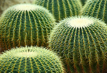 Image showing Cactus