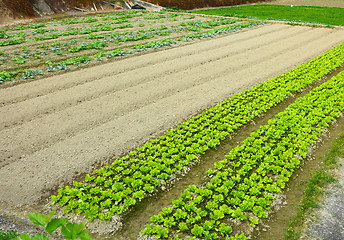 Image showing Farm with lettuce 