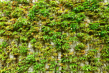 Image showing Green wall of Ivy leaves