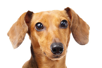 Image showing Dachshund dog close up 