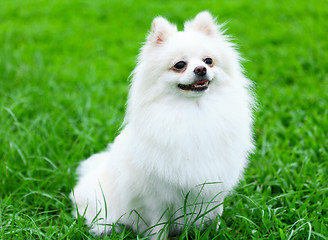 Image showing White Pomeranian dog on grass