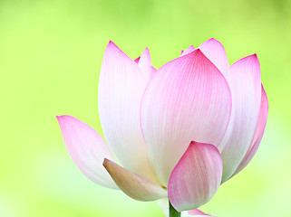 Image showing Pink lotus close up