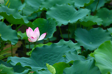 Image showing Lotus pond