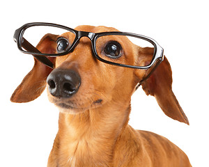 Image showing Dachshund dog with glasses close up 
