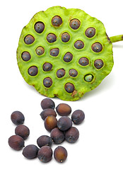 Image showing Fresh lotus seeds and pod on white background 