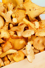 Image showing Golden Chanterelles 