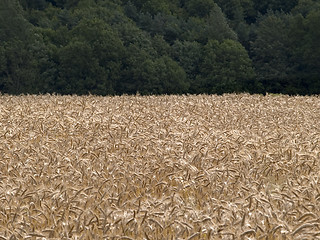 Image showing Barley