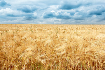 Image showing golden wheat field with dramatic storm clouds