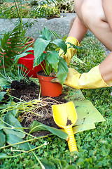 Image showing gardening with rubber yellow gloves