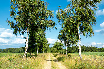 Image showing rural path with birch trees next to meadows