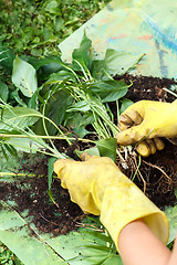 Image showing gardening with rubber yellow gloves