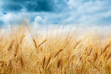 Image showing golden wheat field with dramatic storm clouds