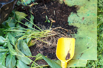 Image showing detail of gardening, replanting green plants