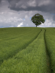 Image showing Barley Field