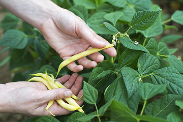 Image showing Beans