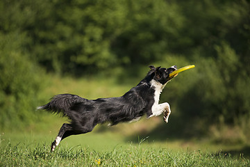 Image showing Border collie