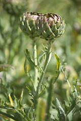 Image showing Artichoke