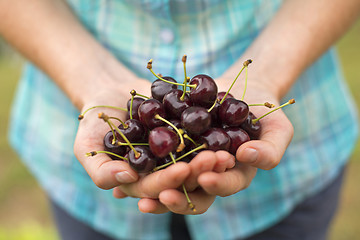 Image showing Cherry