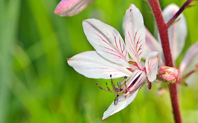 Image showing white flower with pistil