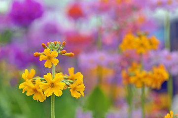 Image showing yellow spring flowers macro