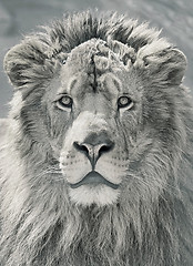 Image showing close up lion head