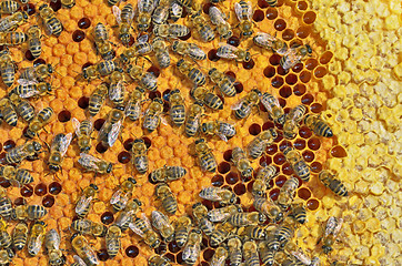 Image showing bees on honeycomb frame